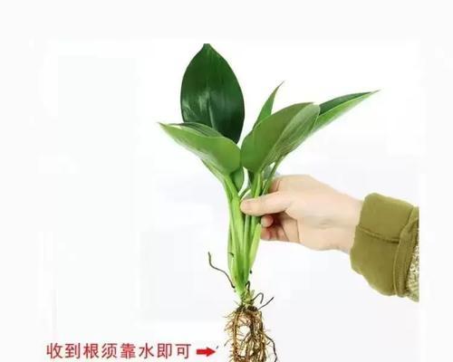 金钻植物繁殖技巧有哪些？如何快速生根发芽？