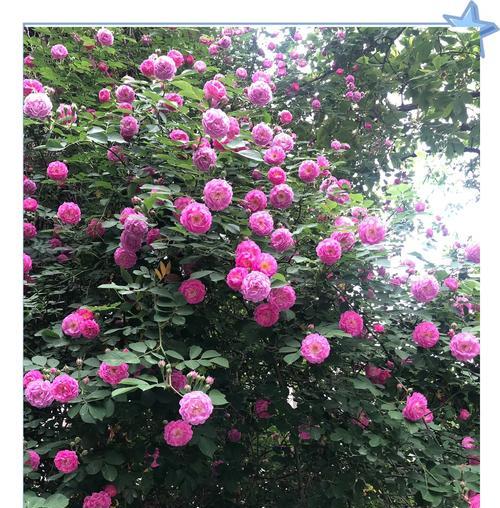 什么花代表友情？花语中友情的含义是什么？