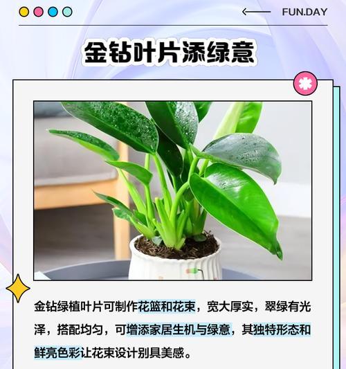 金钻植物繁殖技巧有哪些？如何快速生根发芽？