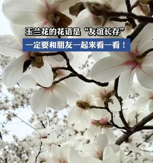 什么花代表友情？花语中友情的含义是什么？