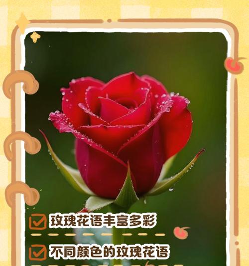 什么花代表友情？花语中友情的含义是什么？
