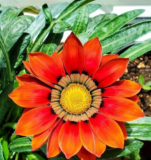 太阳神花怎么养才能茁壮成长？养护过程中有哪些要点？