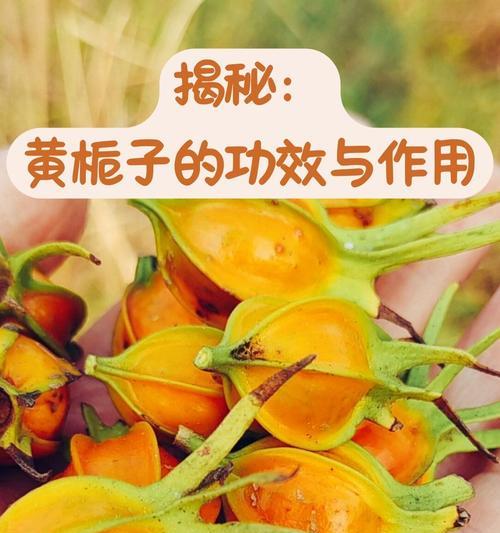 栀子花花朵发黄如何解决？有哪些预防措施？