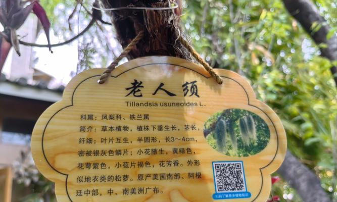 中秋菠萝的寓意和花语是什么？它在中秋节有什么特别含义？