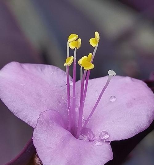 紫竹梅的花语和寓意有何特别之处？