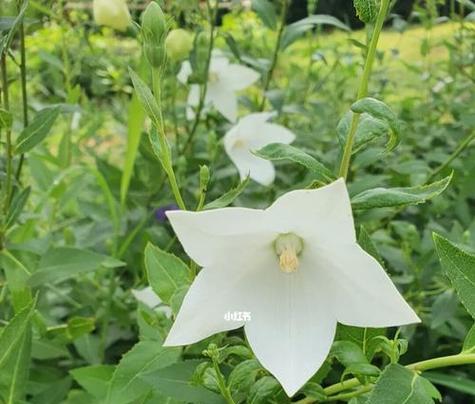 常见的白色花朵有哪些？它们各自的花语是什么？