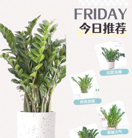 金钱花的养护要点有哪些？如何确保其健康生长？
