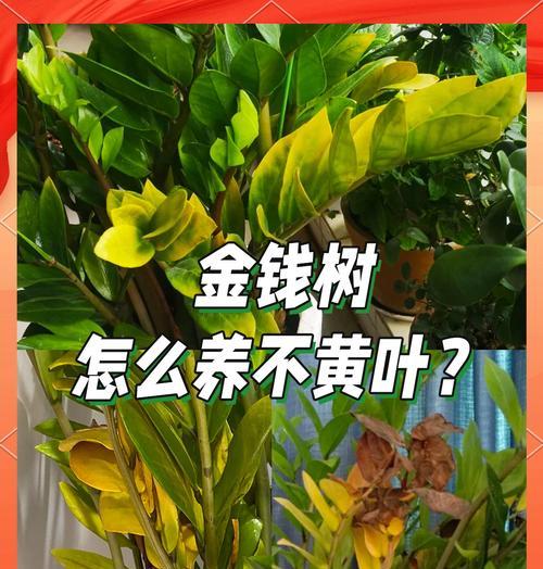 金钱花的养护要点有哪些？如何确保其健康生长？