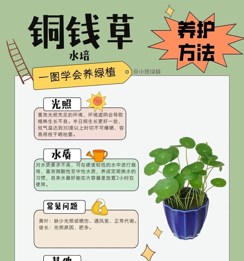 金钱花的养护要点有哪些？如何确保其健康生长？