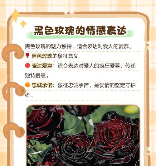 小十字玫瑰花语是什么？小十字玫瑰传递了怎样的情感？