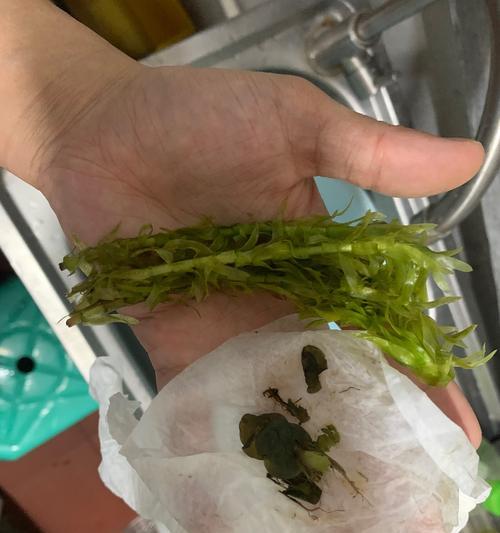 蜈蚣草的养护方法是什么？如何保持其健康生长？