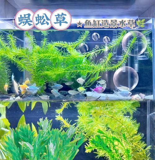 蜈蚣草的养护方法是什么？如何保持其健康生长？