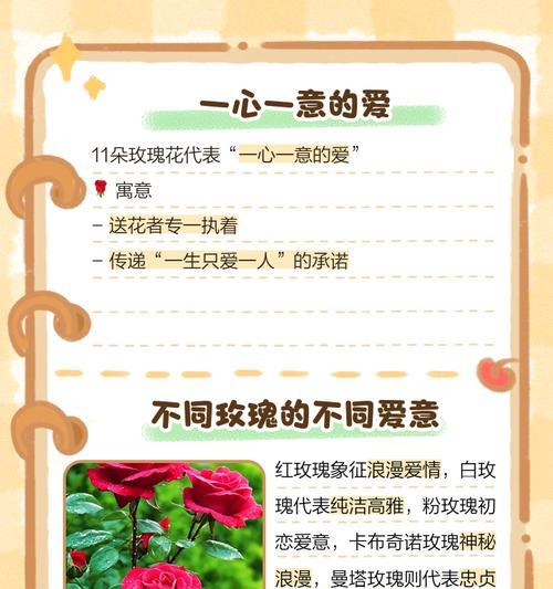 小十字玫瑰花语是什么？小十字玫瑰传递了怎样的情感？