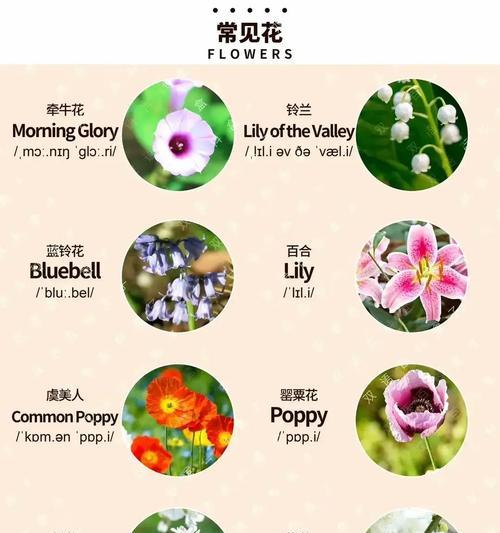 你知道各类花的花语吗？各类花语分别代表什么？