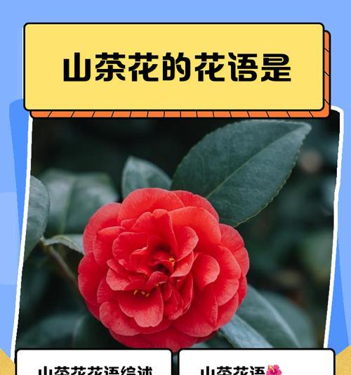 你知道各类花的花语吗？各类花语分别代表什么？
