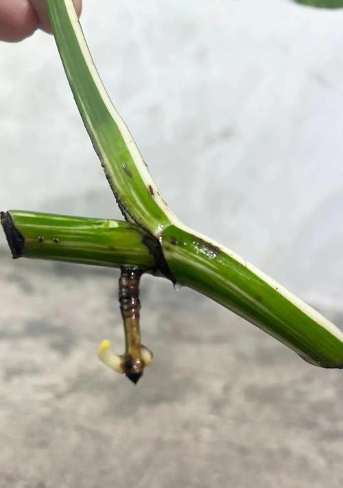 龟背竹烂根怎么办？如何处理和预防烂根问题？