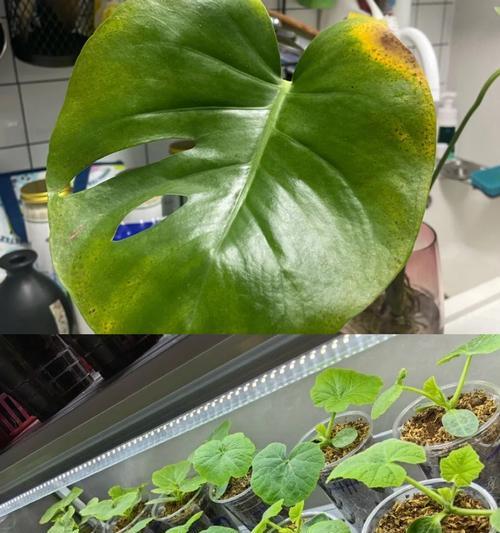 龟背竹烂根怎么办？如何处理和预防烂根问题？