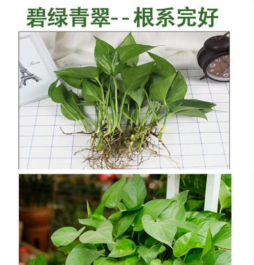 绿萝茎发黑怎么办？绿萝茎部发黑的原因及解决办法是什么？