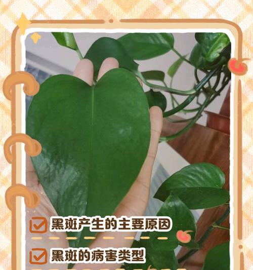 绿萝茎发黑怎么办？绿萝茎部发黑的原因及解决办法是什么？