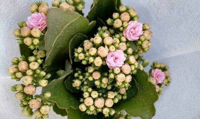 长寿花不开花的原因是什么？如何解决？