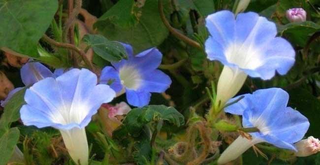 马尼拉的花语是什么？马尼拉这座城市与花语有何联系？