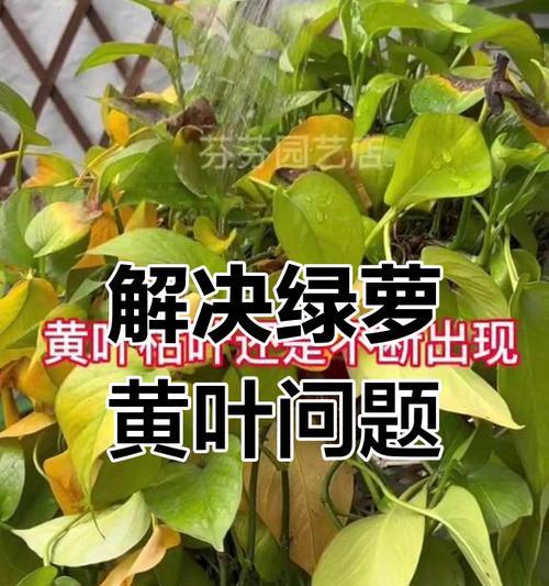 绿萝叶子发软怎么办？怎样恢复绿萝的生机？