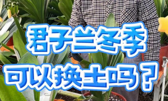 君子兰异花品种蓝色代表什么？蓝色君子兰的特殊含义？