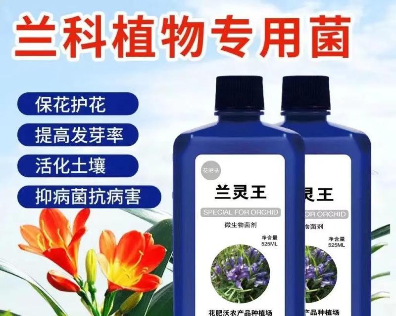 君子兰异花品种蓝色代表什么？蓝色君子兰的特殊含义？