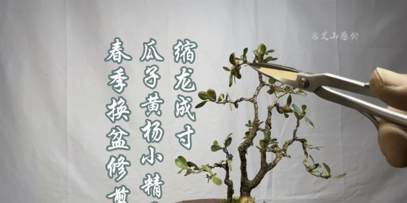 黄杨树的修剪造型方法有哪些？