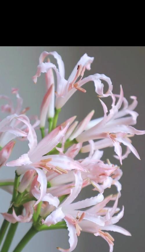 粉如意花语是什么？它有什么特别的含义？