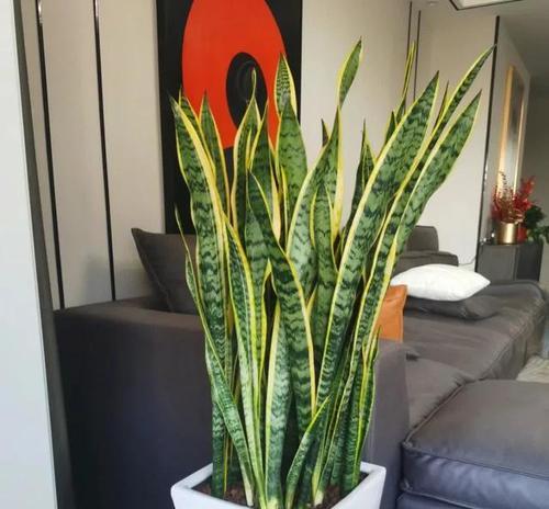 什么花不能用水浇？浇水时应该注意哪些植物特性？
