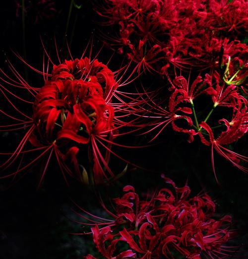 黑色彼岸花的花语代表什么？