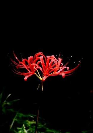 黑色彼岸花的花语代表什么？