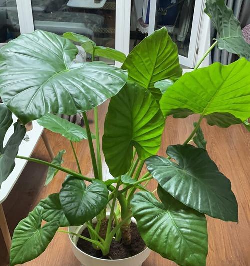滴水观音有哪些相似植物？它们的共同特点是什么？