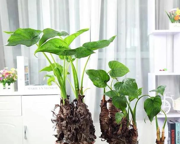滴水观音有哪些相似植物？它们的共同特点是什么？