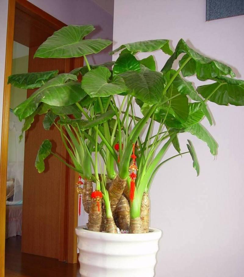 滴水观音有哪些相似植物？它们的共同特点是什么？