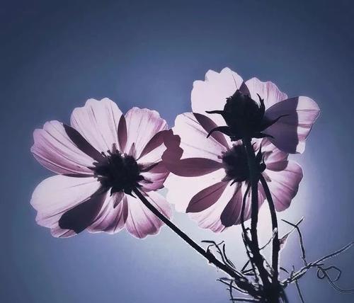 豆角花语中的伪装代表了什么？