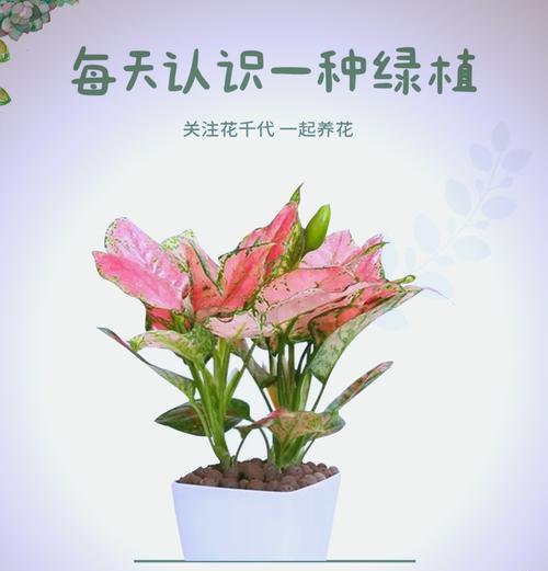 吉祥如意花怎么养？吉祥如意花的养护要点是什么？