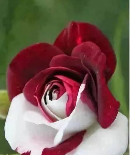 吉祥如意花怎么养？吉祥如意花的养护要点是什么？