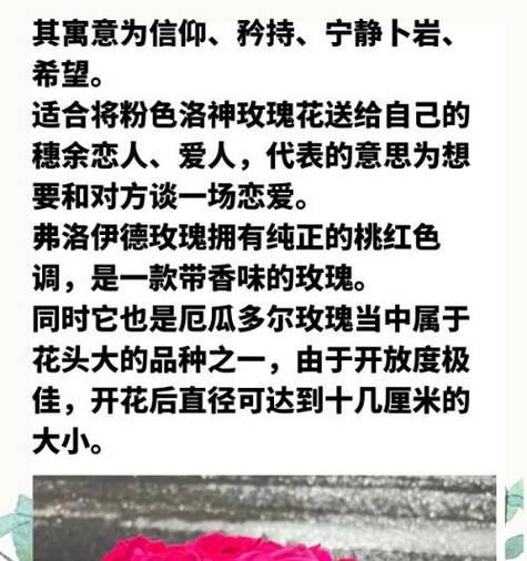 懒得取名玫瑰花的寓意有哪些？懒得取名玫瑰花代表什么？