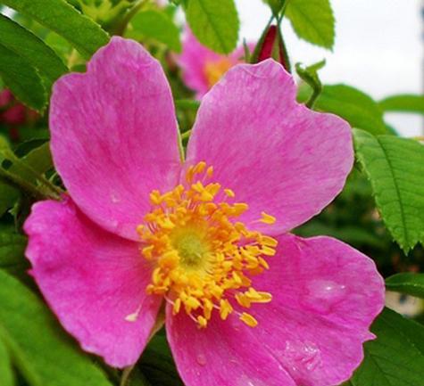 懒得取名玫瑰花的寓意有哪些？懒得取名玫瑰花代表什么？