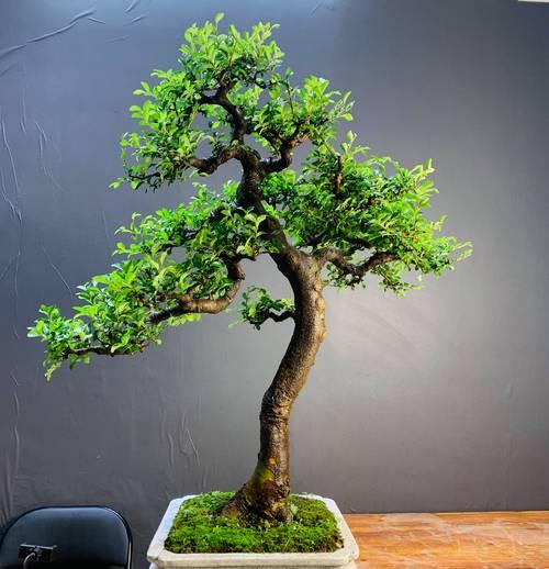 盆景植入浅盆的正确方法是什么？需要注意哪些事项？