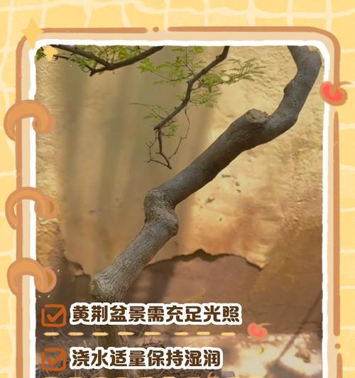 盆景植入浅盆的正确方法是什么？需要注意哪些事项？