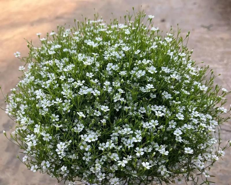 小亮推荐的盆栽花卉是什么类型？有哪些特点？