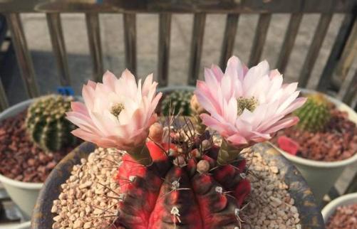 小亮推荐的盆栽花卉是什么类型？有哪些特点？