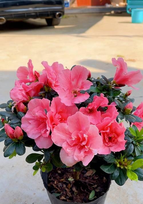 杜鹃花的花语是什么？它传递了哪些信息？