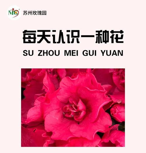 杜鹃花的花语是什么？它传递了哪些信息？