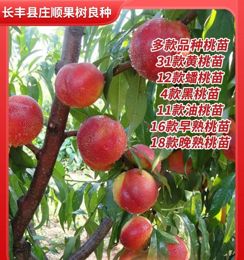 桃子的种植方法是什么？如何确保高产？