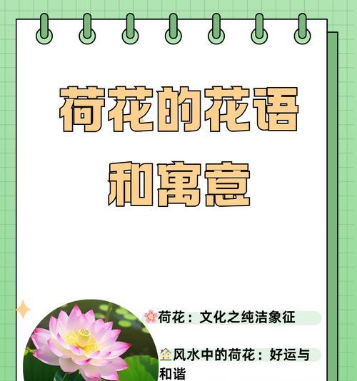 新星星花的花语是什么？它在花卉文化中代表什么？