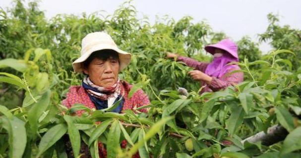 桃子的种植方法是什么？如何确保高产？